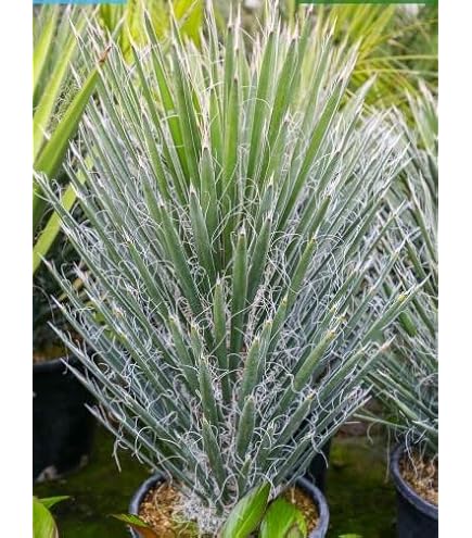 Amazon.co.jp: 【種子】Dasylirion Glaucophyllumダシリリオン・グラウ